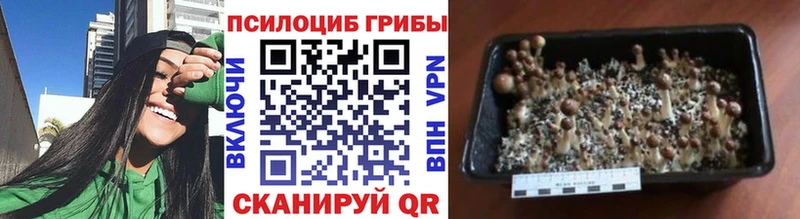Псилоцибиновые грибы мицелий  KRAKEN ссылка  Петухово 
